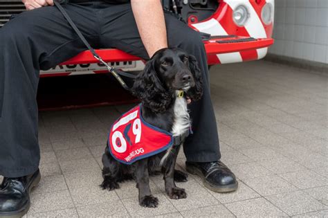 rescue dog northamptonshire